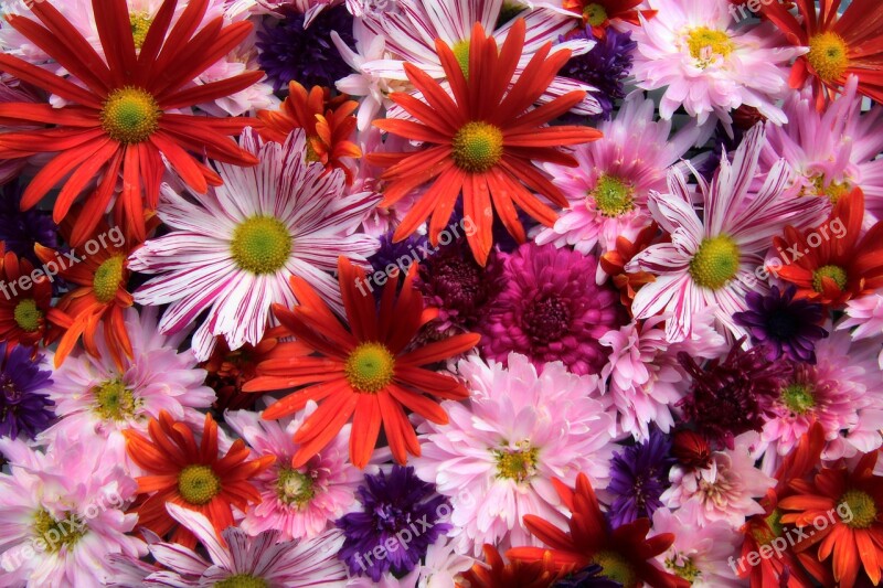 Asters Flowers Summer Flora Colorful