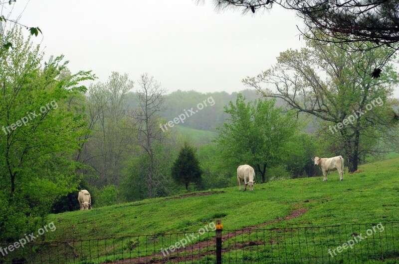 Foggy Ozark Pasture Trees Cows Cattle Nature