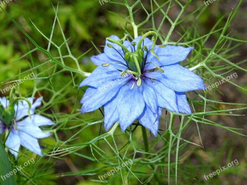 Nigella Virgin In The Green Black Cumin Blossom Bloom