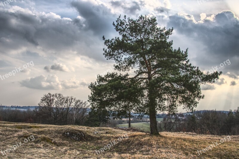 Tree Pine Clouds Landscape Cloudiness