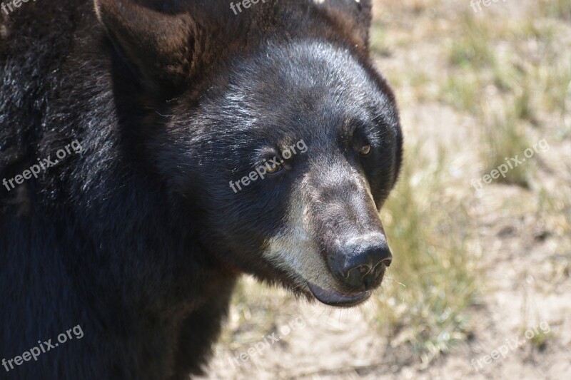 Bear Black Bear Animal Nature Face