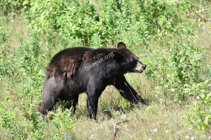 Bear Black Bear Animal Nature Wild