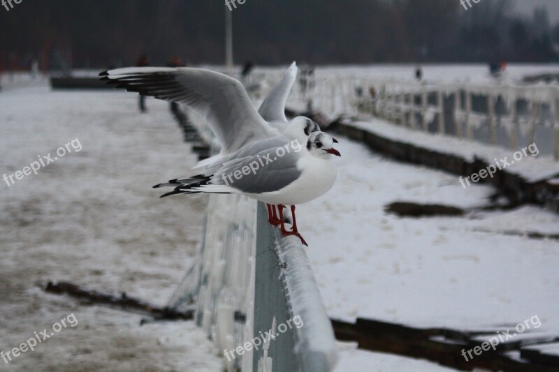 Birds Alki Sea White Wave