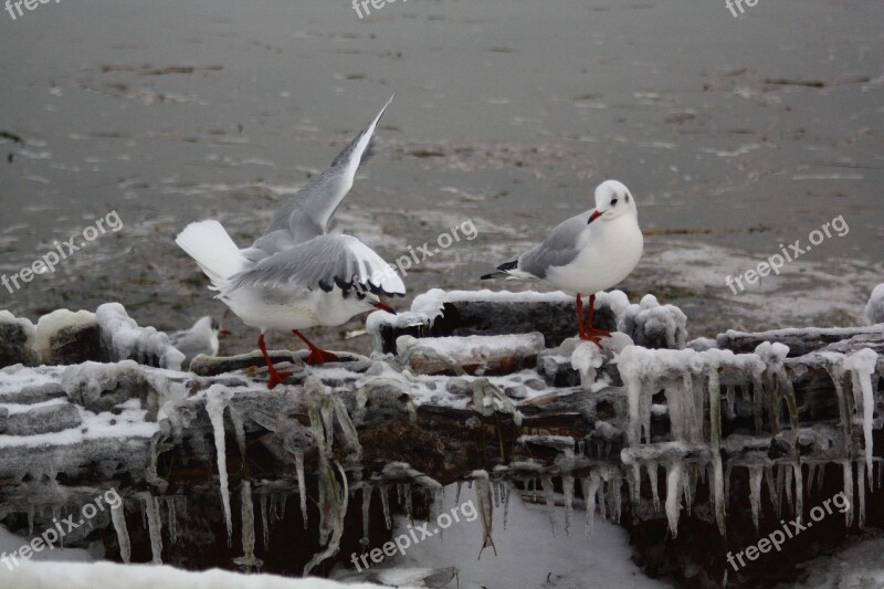 Birds Alki White Nature Plumage