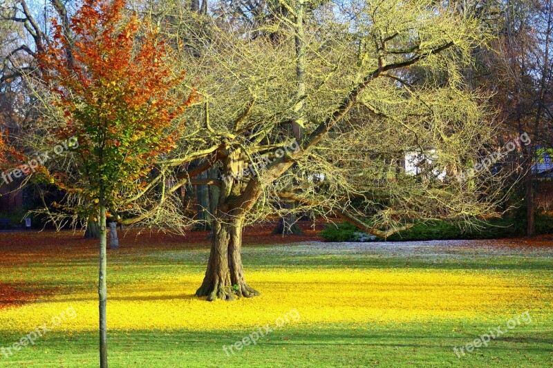 Ginkgo Ginko Biloba Tree China