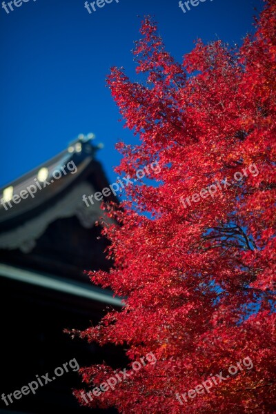 Autumnal Leaves Wood Autumn Fall Of Japan Maples