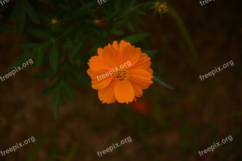 Summer Nature Purity Flower Blossom