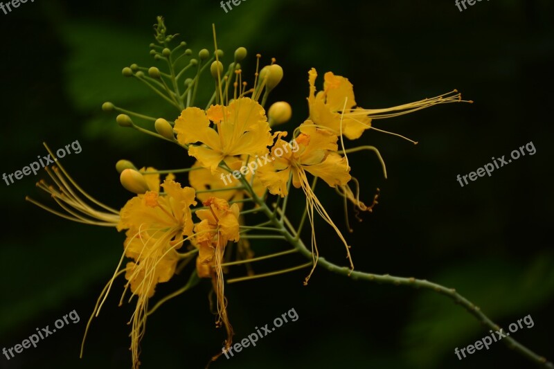 Patrikagate Jawaharcircle Jaipur Rainyseason Flower