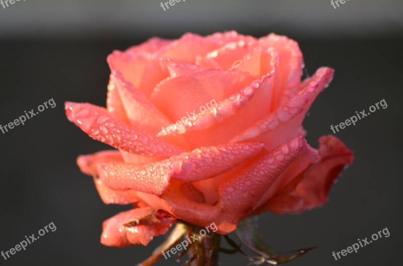 Rose Rosa Morning Romantic Feelings