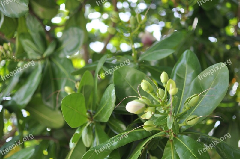 Flowers Leaves United Sea White Flowers Free Photos