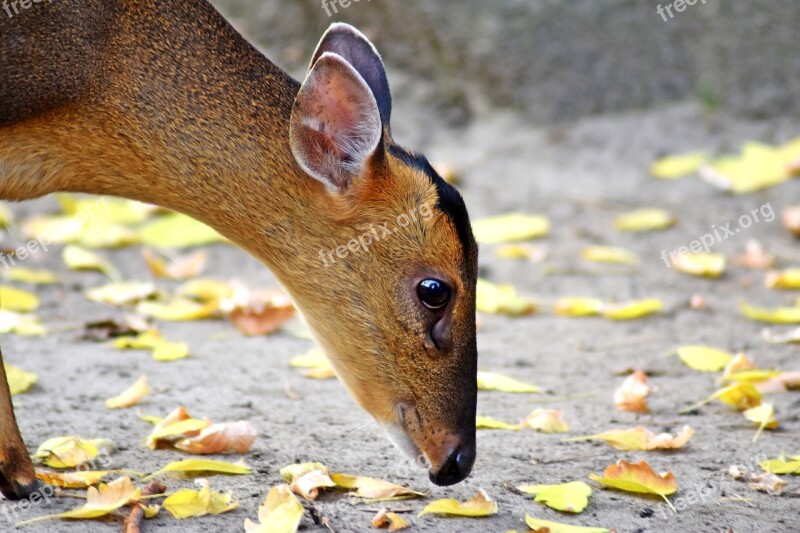 Doe Animal Animal World Of Curious Bambi