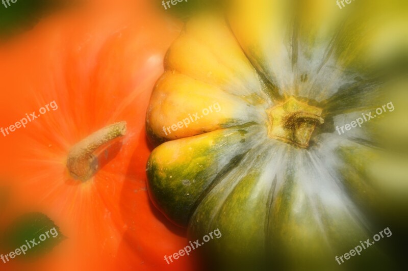 Pumpkin Vegetables Fall Colorful Halloween