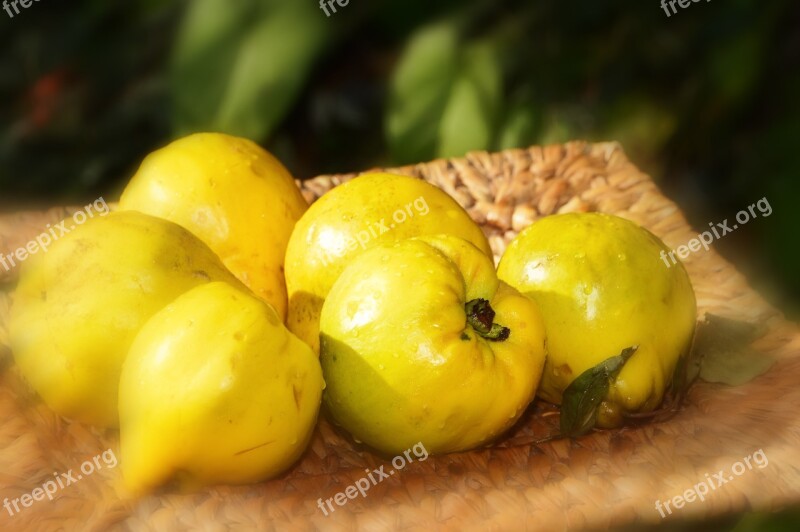 Quince Fruit Yellow Nature Power