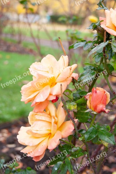 Flowers Peach Pink Roses Rose