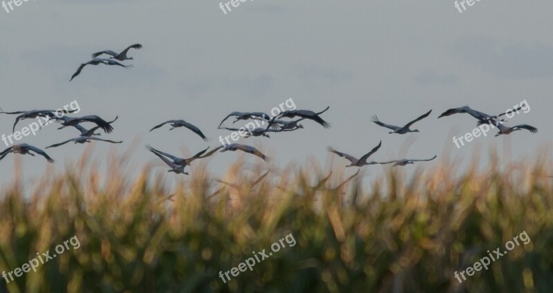 Crane Birds Animal World Migratory Birds Sky