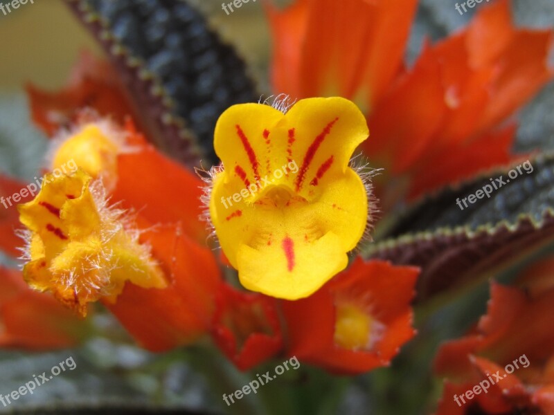 Oranges Pollen Close Up Flowers Free Photos