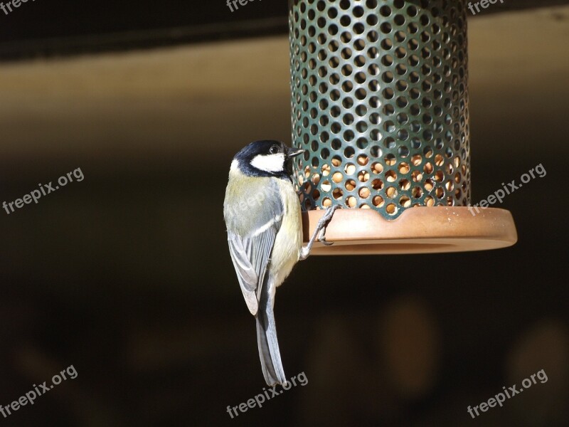 Bird Great Tit Feeding Nature Wildlife