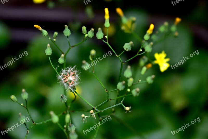 Flower Plant Garden Flowers Spring