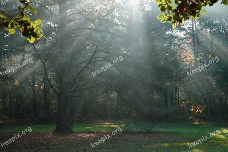 Sun Rays Forest Sun Autumn Trees