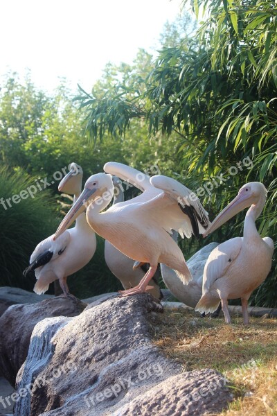 Pelican Bird Pelikan Zoo Animal