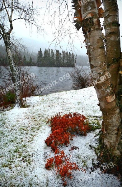 Landscape Nature Trees Birch Fall