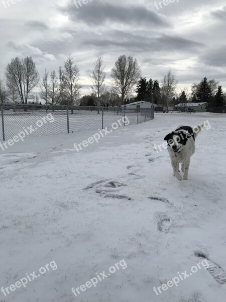 Snow Montana Dog Walking Dog Park