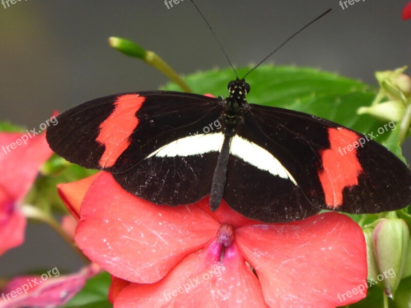 Butterfly Black Pink Insect Animal