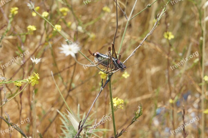 Locusts Grass Insect Grasshopper Free Photos