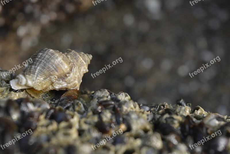 Seashell Seashells On The Sea Shore Seashells Black Seashells Shell Cover