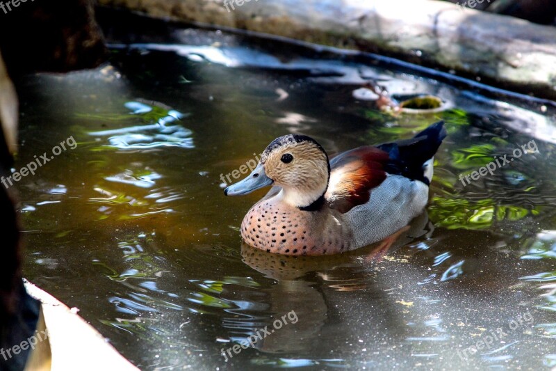 Duck Mallards Bird Pond Swimming