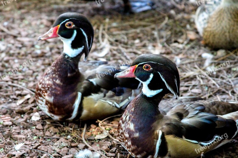 Duck Mallards Bird Pond Swimming