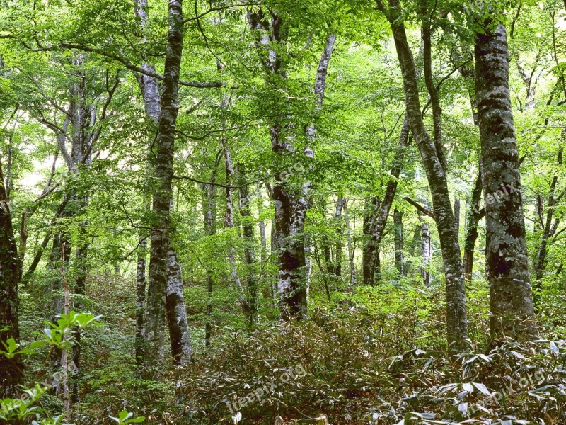 Woods Beech Forest In The Early Summer Forest Shirakami-sanchi