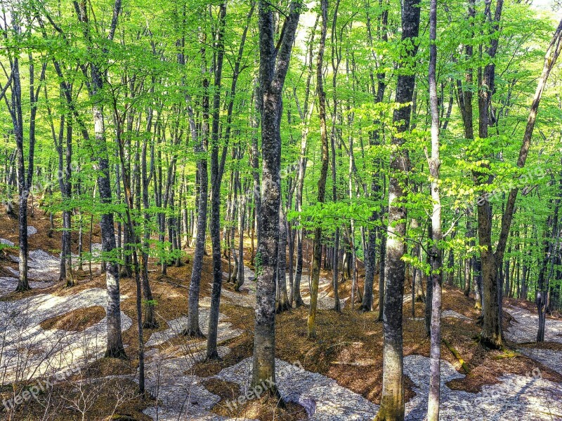 Beech Forest Spring Fresh Green Snow Shirakami-sanchi