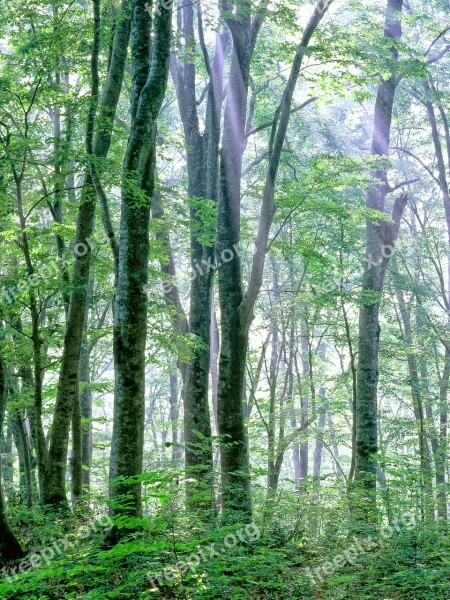 Woods Morning Mist Light Beech Forest Shirakami-sanchi