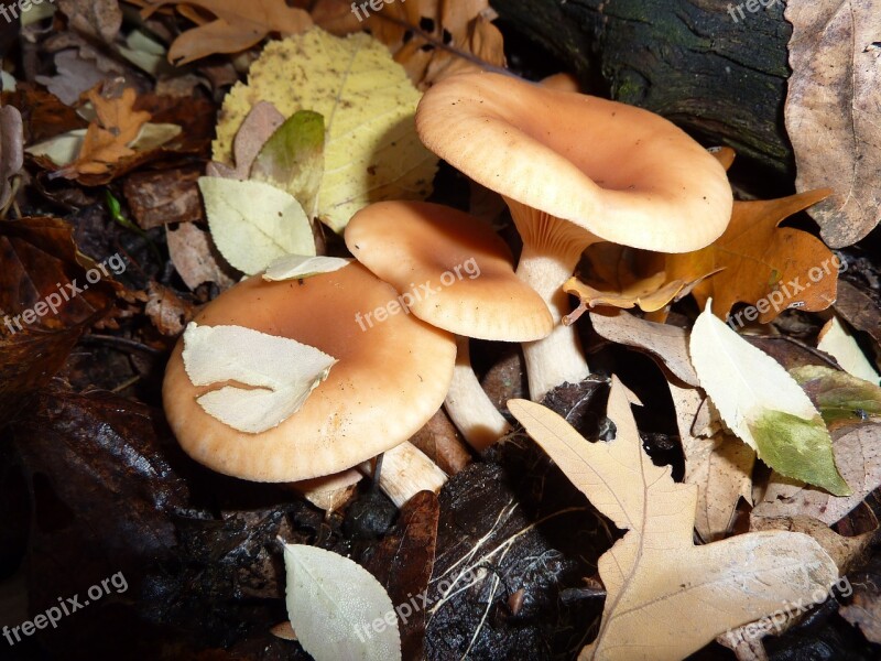 Mushrooms Irina Nature Beautiful Russia