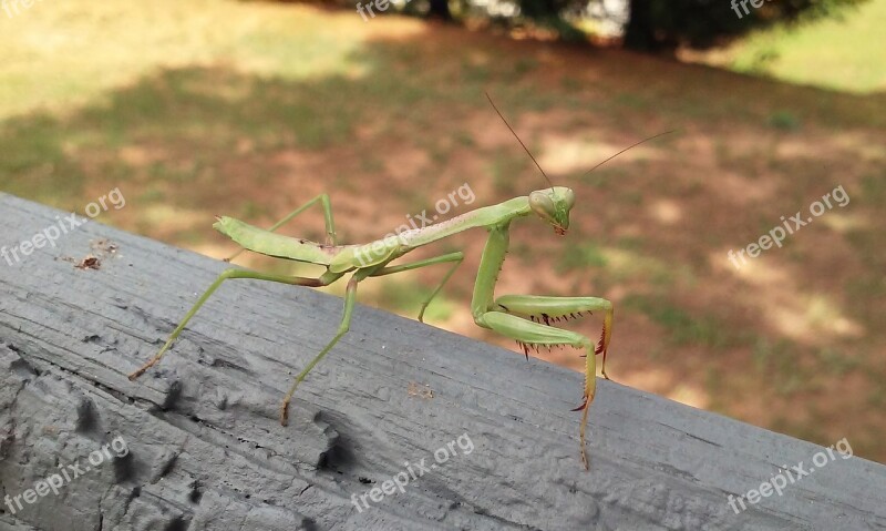 Bug Praying Mantis Mantis Insect Animal