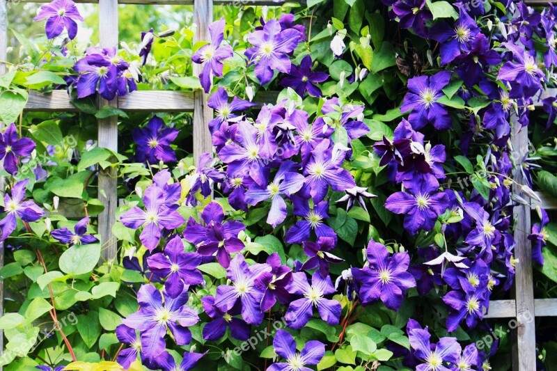 Flowers Clematis Plant A Garden Violet Flowers Garden