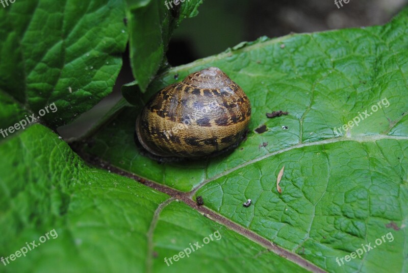 Snail Leaf Green Nature Invertebrates