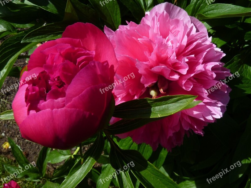 Flower Nature Peony Summer Flower Rose