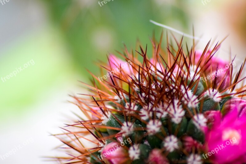 Cactus Flower Pink Plant Nature