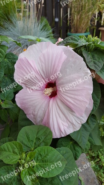 Pink Flower Hibiscus Pink Blossom Free Photos