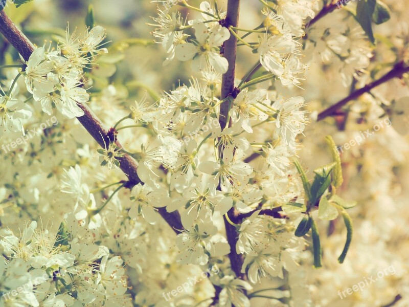 Cherry Blossoms Nature Cherry Flowering Branch White Flowers