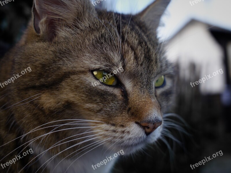 Cat Animal Cat's Eyes Mieze Domestic Cat