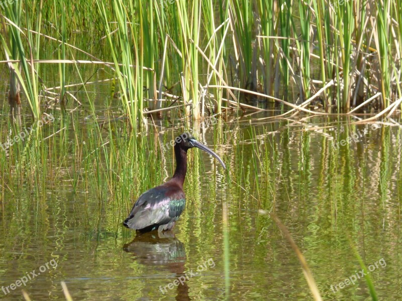 Glossy Ibis Bird Aquatic Water Animal