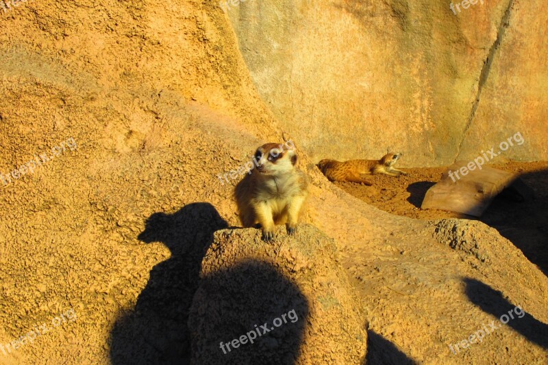 Animals King Leon Meerkat Africa Zoo