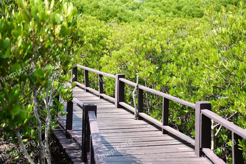 Bridge Forest Thailand Mangrove Forest Free Photos