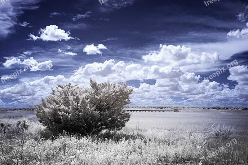 Infrared Marsh Grass Low Tide Pier Juniper Bush