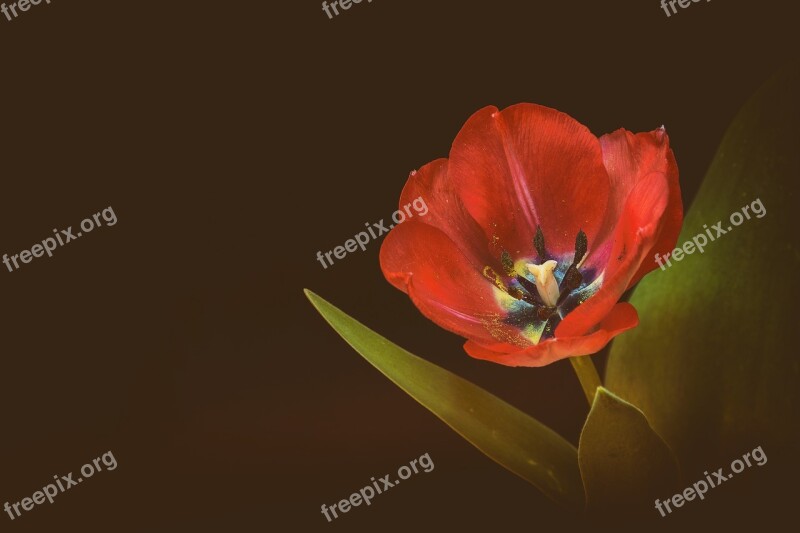 Tulip Flower Spring Spring Flower Red Flower Red Tulips