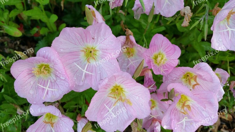 Pink Flower Delicate Water Droplets Water