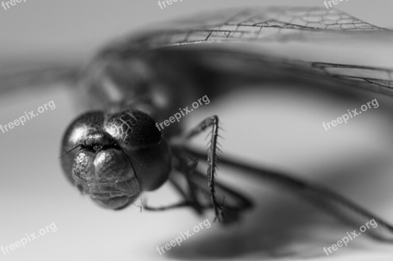 Dragonfly Insect Close Up Flight Insect Macro